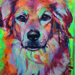 Bernersennenlabradormix portret Bernersennenlabradormix portret
