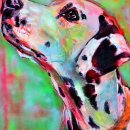 Dalmatier portret Dalmatier portret