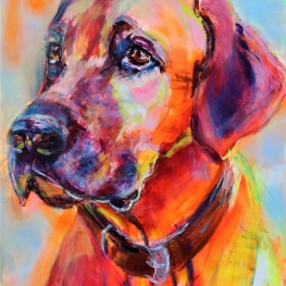 Ridgeback portret Ridgeback portret