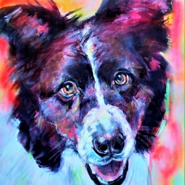 Border Collie portret Border Collie portret