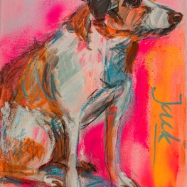 Hond Jackrussel Hond Jackrussel