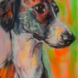 Hond Galgo Hond Galgo