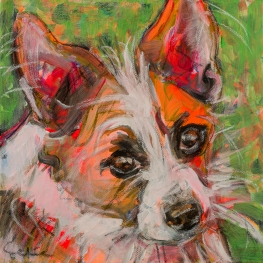 Hond Jackrussel x Chihuahua Hond Jackrussel x Chihuahua