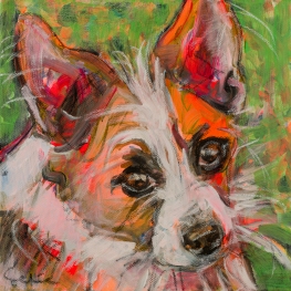Hond Jackrussell x Chihuahua Hond Jackrussell x Chihuahua