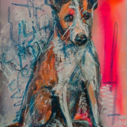 Hond Podengo Portugues Hond Podengo Portugues