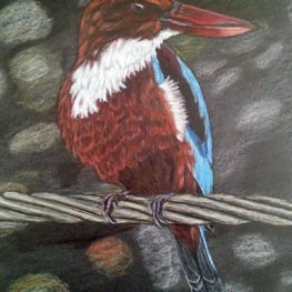 IJsvogel IJsvogel