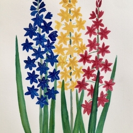 Aquarel Hyacinten Aquarel Hyacinten