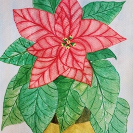 Aquarel Kerstbloem Aquarel Kerstbloem