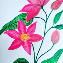 Aquarel Clematis Aquarel Clematis
