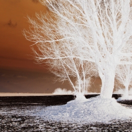 Tree of Live Tree of Live