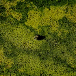 Green Green