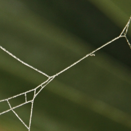 Spiders Web Spiders Web