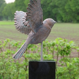 Vogel flierefluiter Vogel flierefluiter