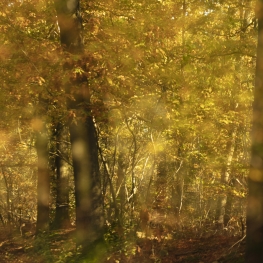Autumn Dreams 11 Autumn Dreams 11