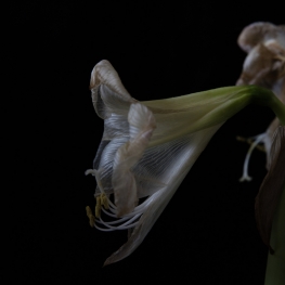 Amaryllis Amaryllis