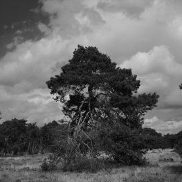 Hoge Veluwe 01 Hoge Veluwe 01