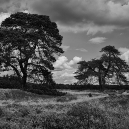 Hoge Veluwe 02 Hoge Veluwe 02