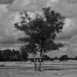 Hoge Veluwe 03 Hoge Veluwe 03