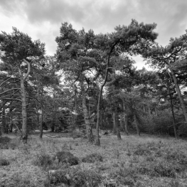 Hoge Veluwe 08 Hoge Veluwe 08