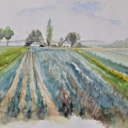 Brabant Brabant