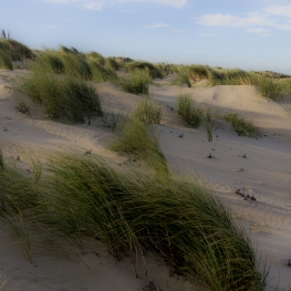windy dunes windy dunes