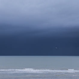 lonely seagull lonely seagull