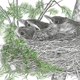 Nest jonge merels Nest jonge merels