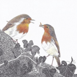 Man en vrouw Roodborst Man en vrouw Roodborst