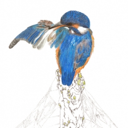 IJsvogeltje op stronk IJsvogeltje op stronk
