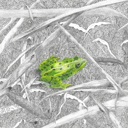 Groene kikker Groene kikker