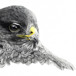 Buizerd Buizerd