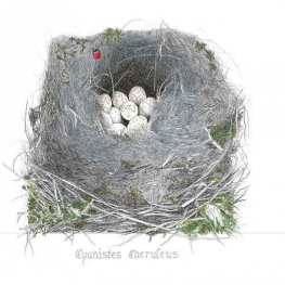 Nestje pimpel met eitjes Nestje pimpel met eitjes