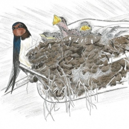 Nest boerenzwaluwen Nest boerenzwaluwen