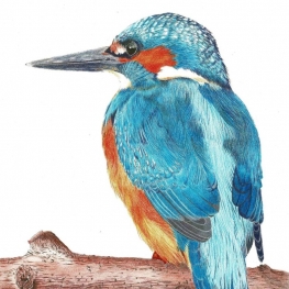 35. IJsvogel kleur 35. IJsvogel kleur
