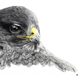 39. Buizerd 39. Buizerd