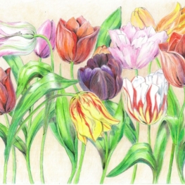Happy Tulips Happy Tulips