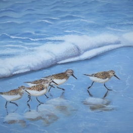 Strandlopertjes Strandlopertjes