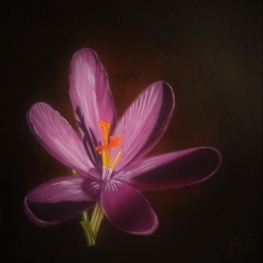 Crocus paars Crocus paars
