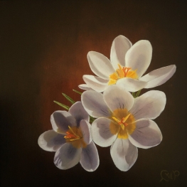 Crocus wit Crocus wit