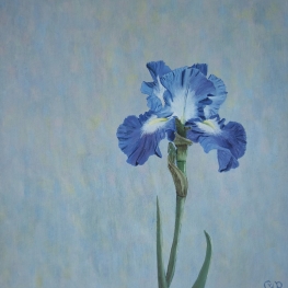 Iris in blauw Iris in blauw