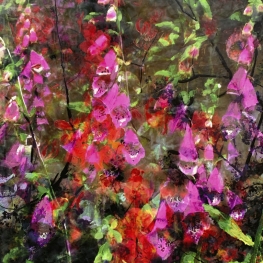 Symbiosis 90-11 Symbiosis 90-11