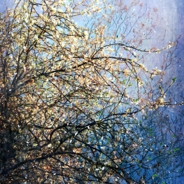 Symbiosis 140-15 Symbiosis 140-15
