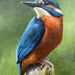 IJsvogel IJsvogel