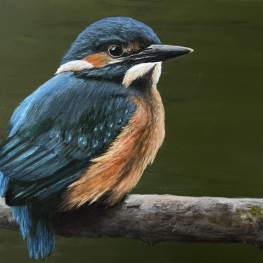 IJsvogel IJsvogel