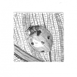 Lieveheersbeestje op een blad Lieveheersbeestje op een blad