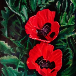 Papavers Papavers