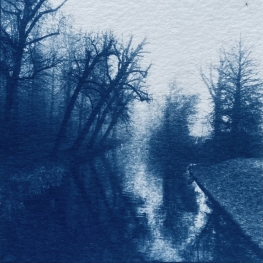 _verdwenen bomen _verdwenen bomen