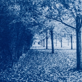 _Lindenlaan _Lindenlaan