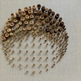 _papaver ll _papaver ll