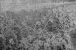 Deux-Sèvres Landscapes